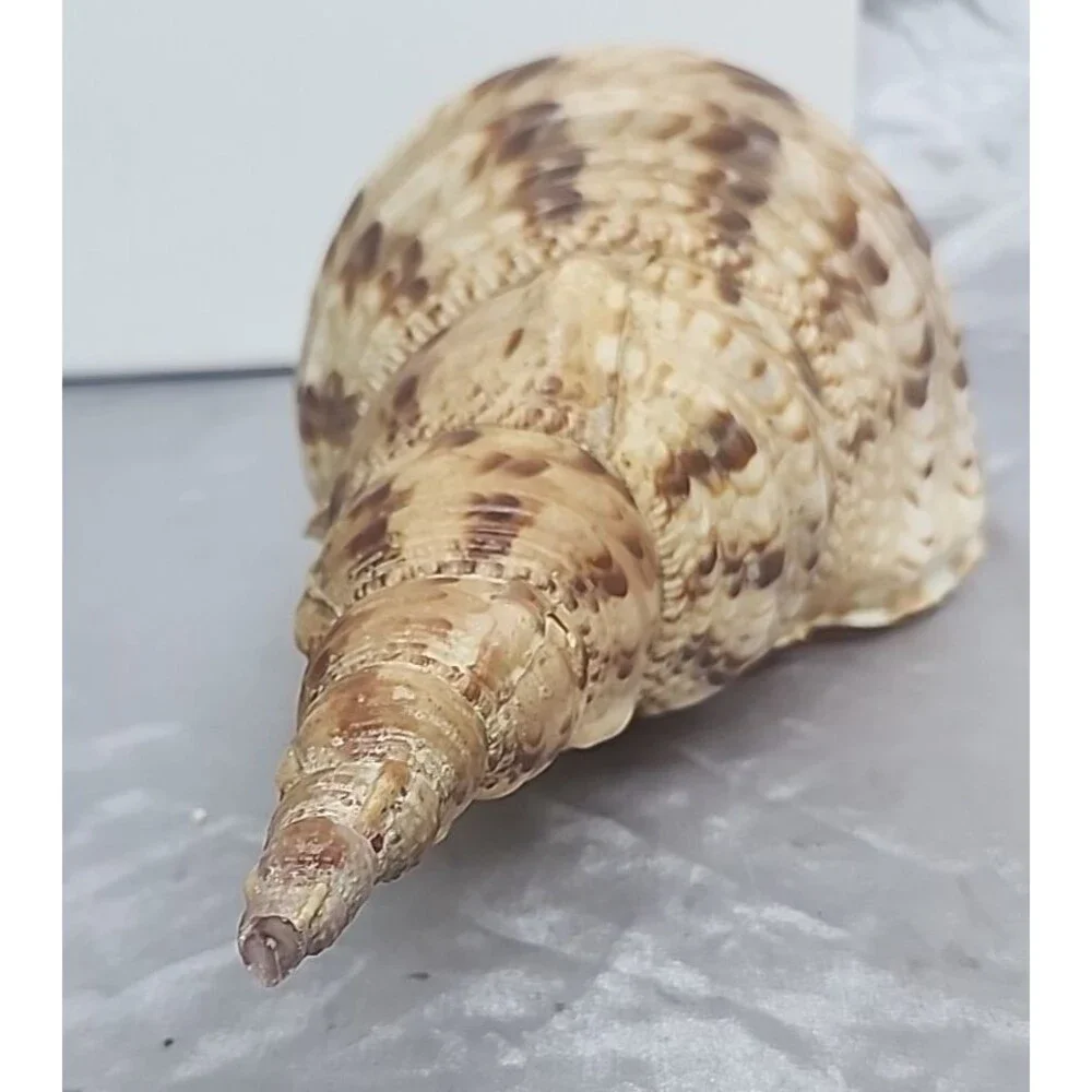 Trumpet Triton Charonia Tritonis Shell Conch XL 12” - Picture 2 of 9